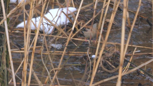 Hawfinch - ML642319508