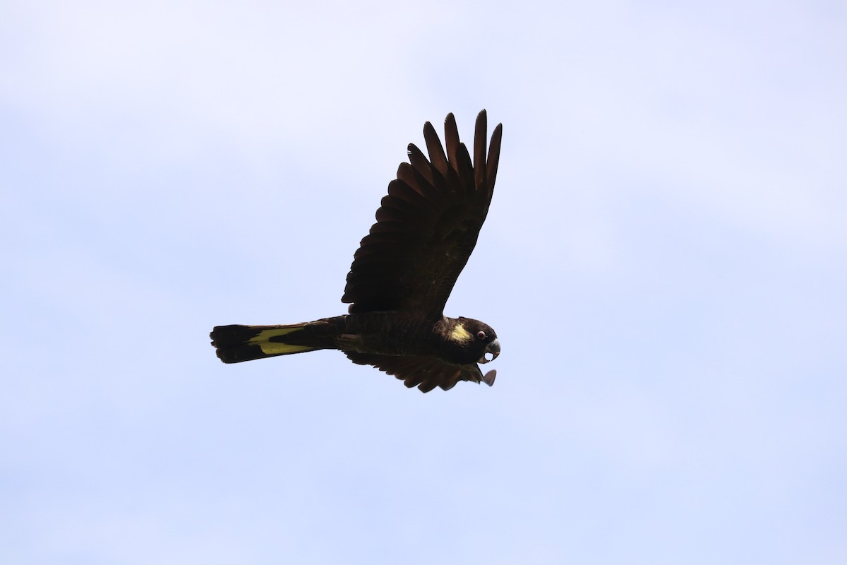 Yellow-tailed Black-Cockatoo - ML642319509