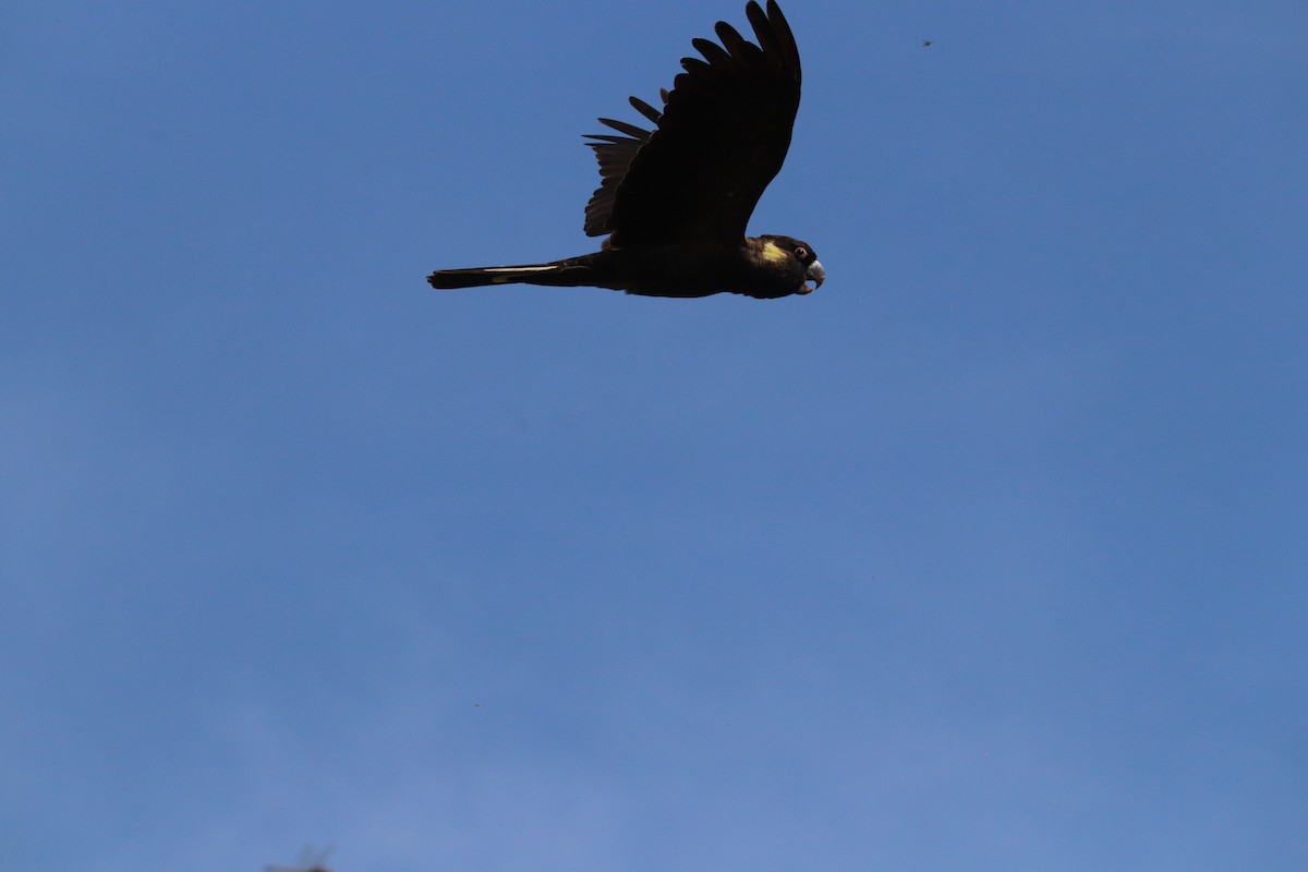Yellow-tailed Black-Cockatoo - ML642319510