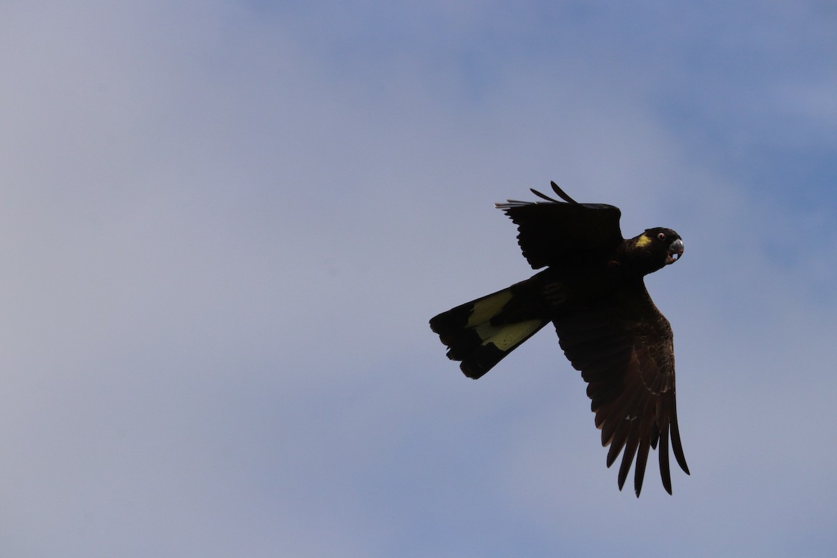 Yellow-tailed Black-Cockatoo - ML642319511