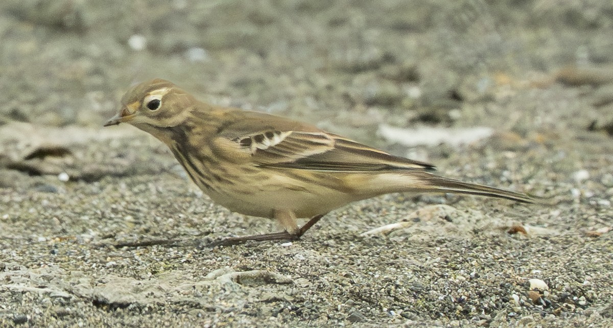 American Pipit - ML642319531