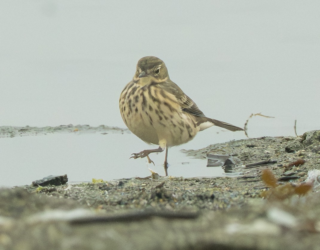 American Pipit - ML642319532