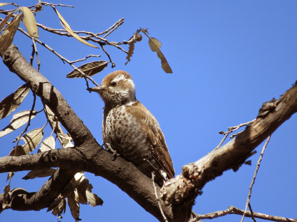 Arizona Woodpecker - ML642319536