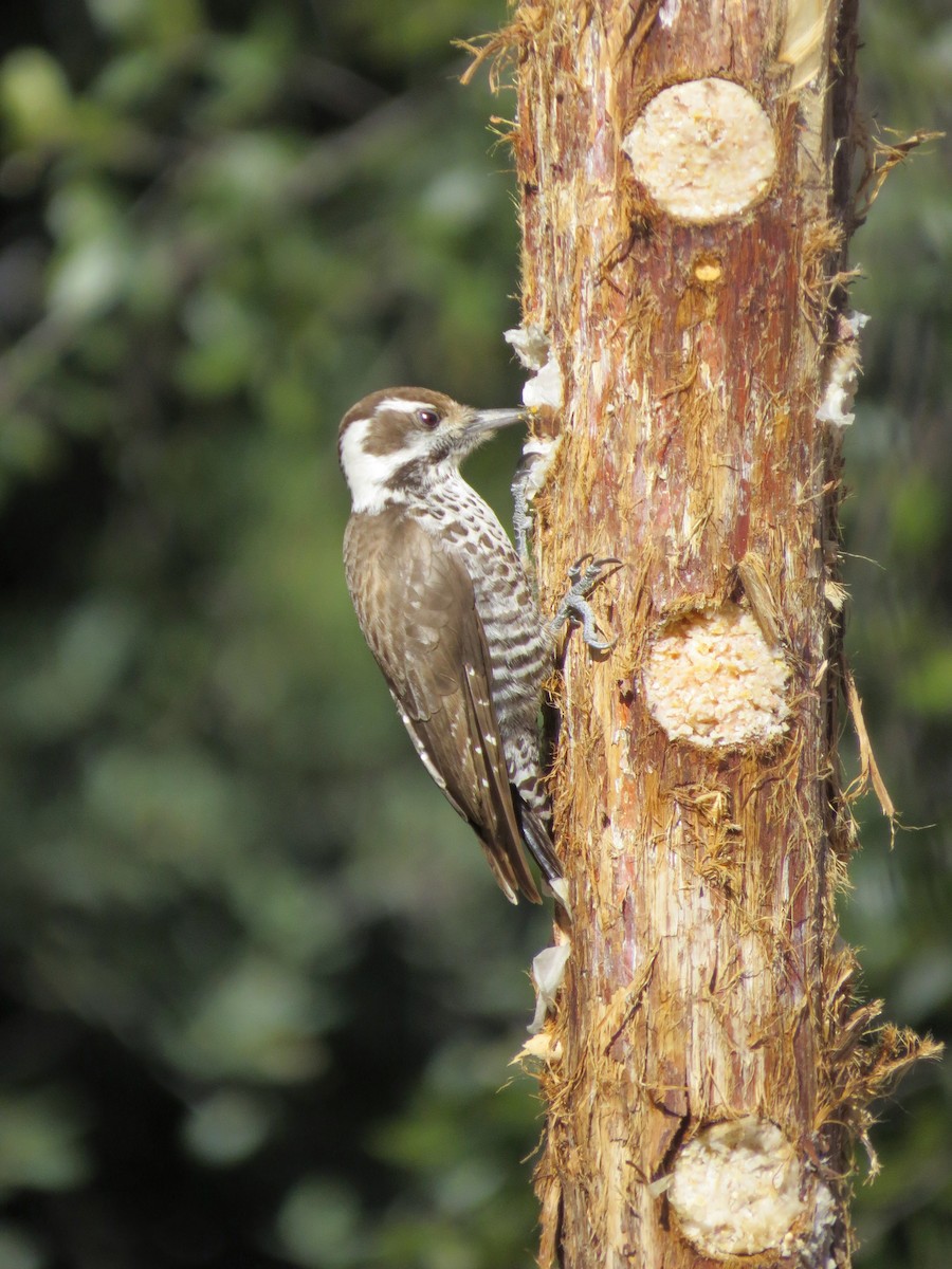Arizona Woodpecker - ML642319537