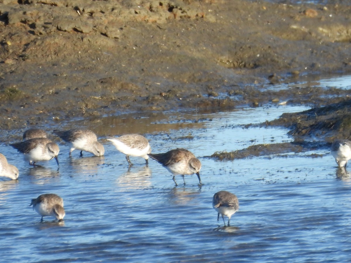 Least Sandpiper - ML642319553