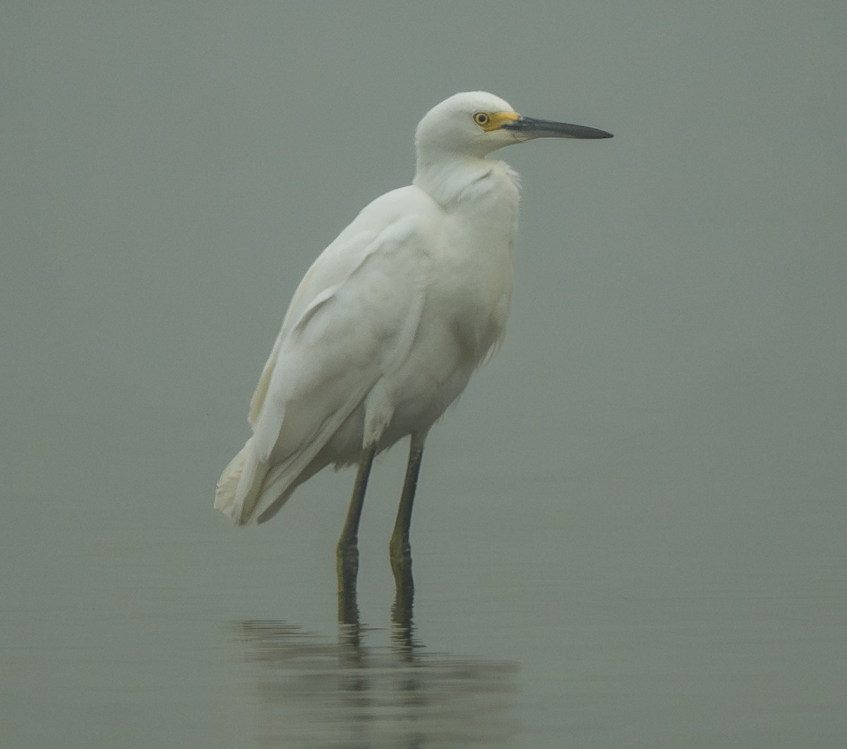 Snowy Egret - ML642319575