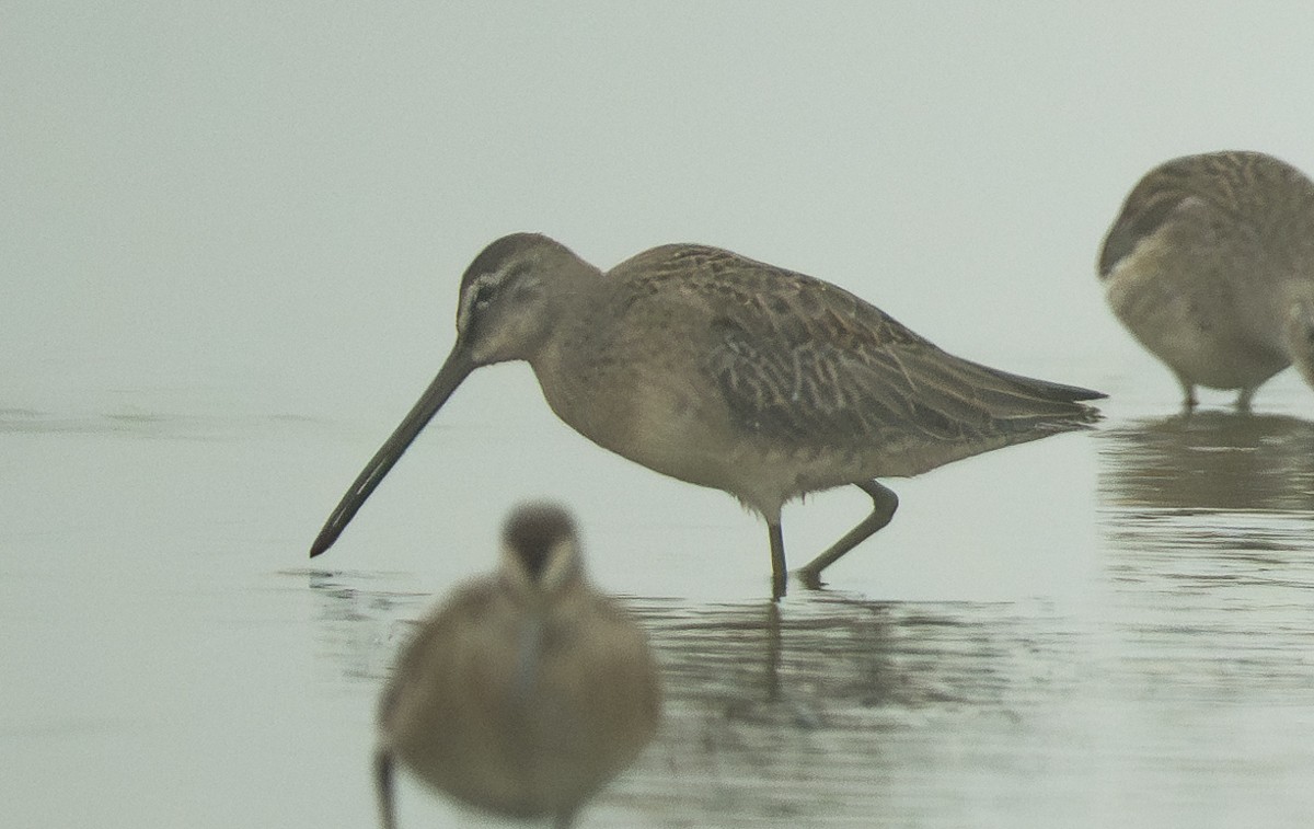 Long-billed Dowitcher - ML642319615