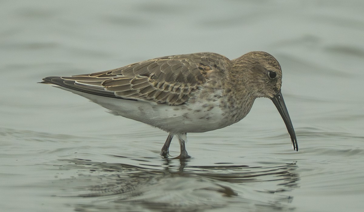 jespák obecný - ML642319622