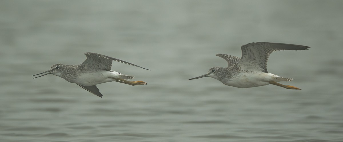 Greater Yellowlegs - ML642319637
