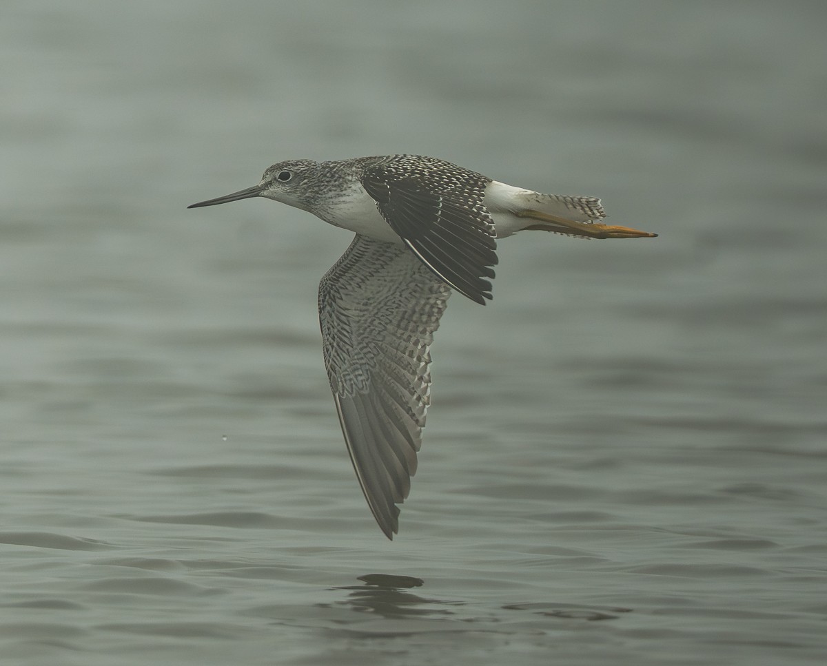 Greater Yellowlegs - ML642319638