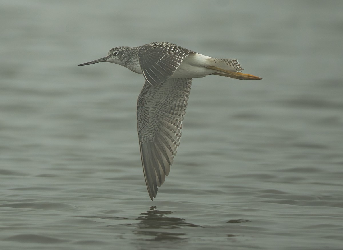 Greater Yellowlegs - ML642319639