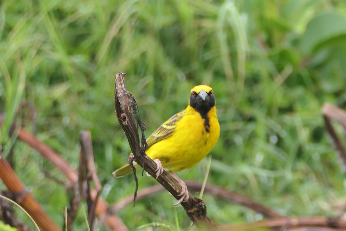 Southern Masked-Weaver - ML642319676