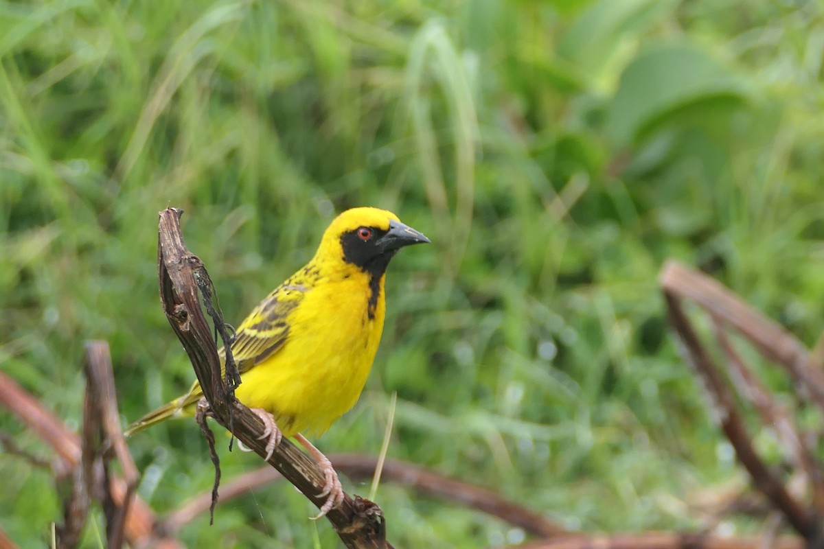 Southern Masked-Weaver - ML642319677