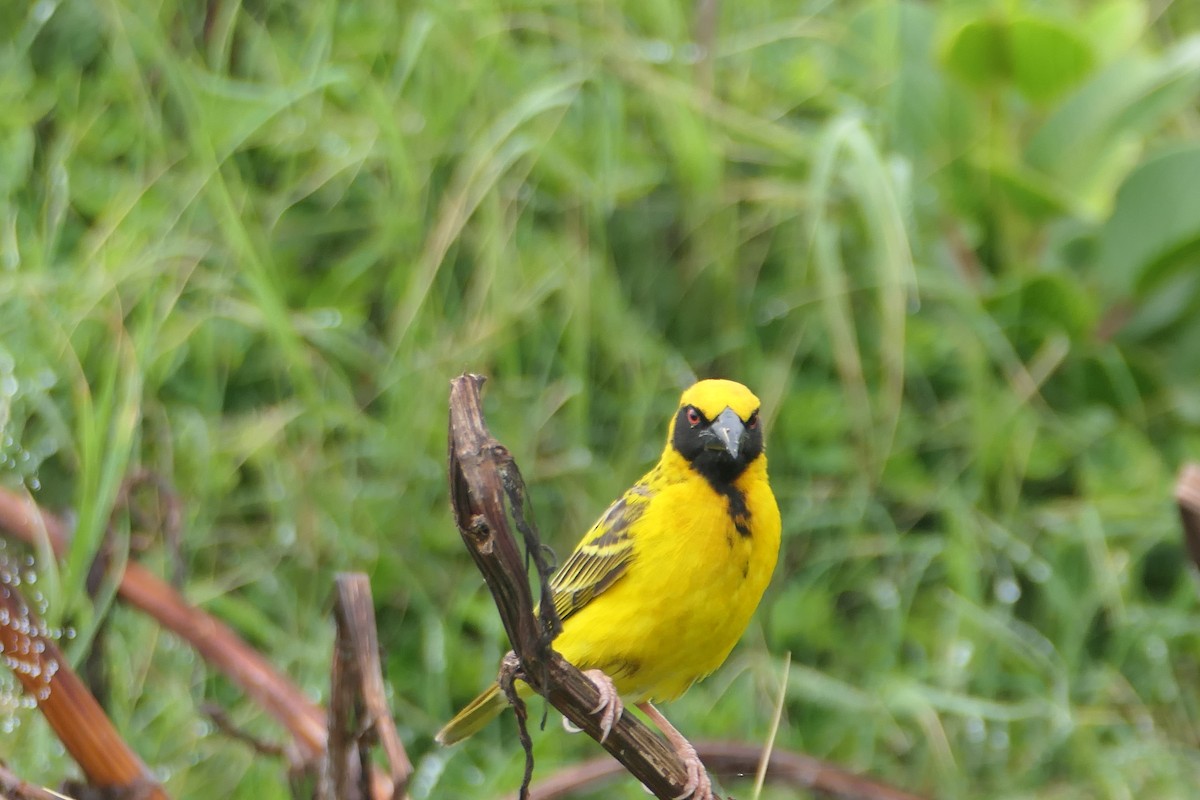 Southern Masked-Weaver - ML642319678
