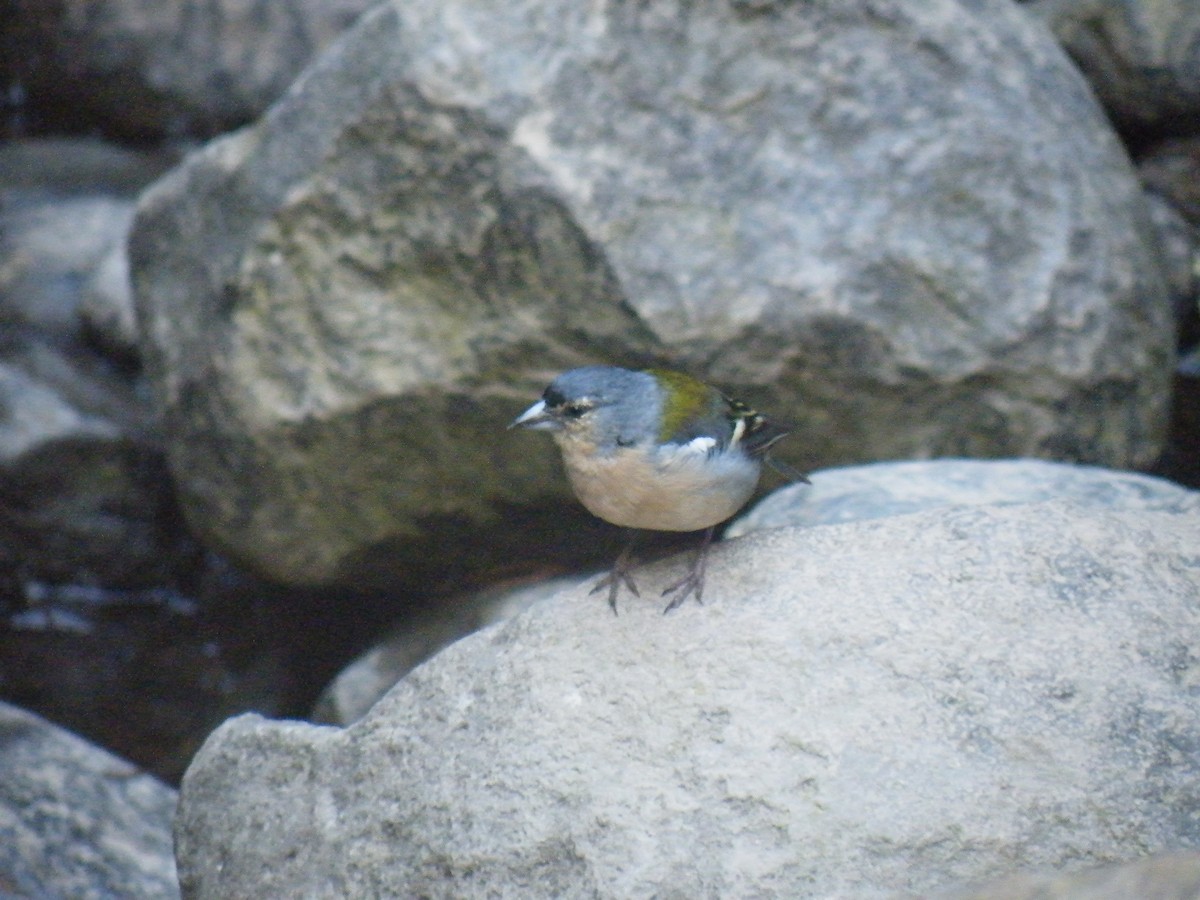 Azores Chaffinch - ML642319681