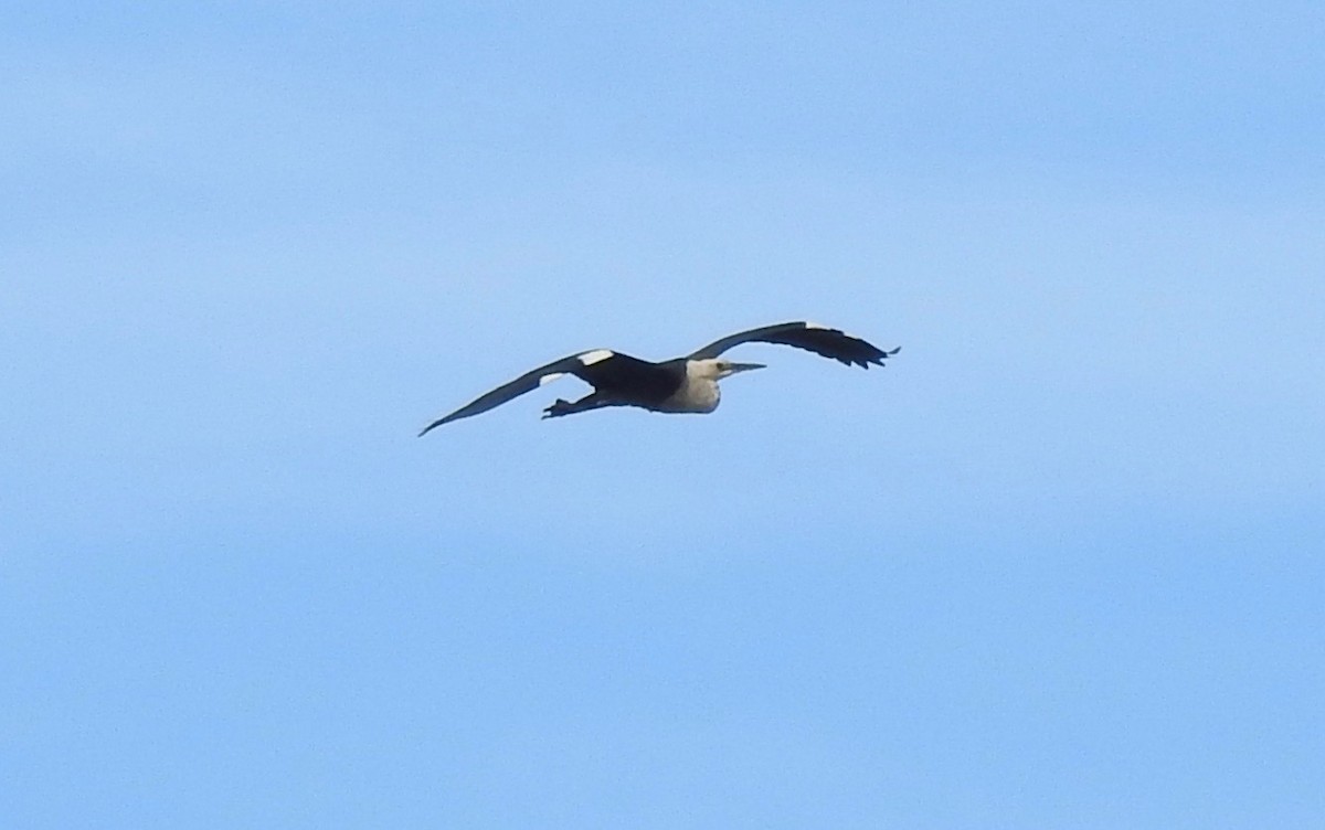 Pacific Heron - ML642319688