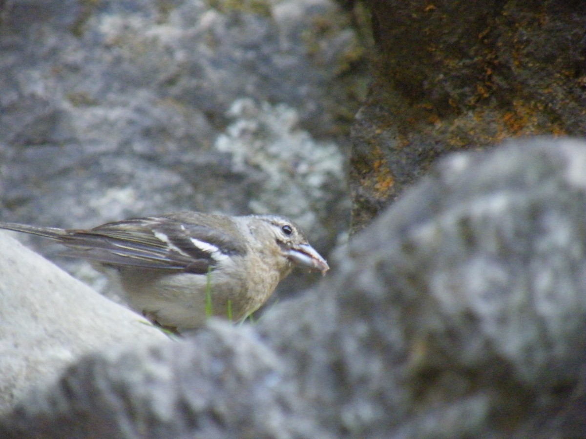 Azores Chaffinch - ML642319692