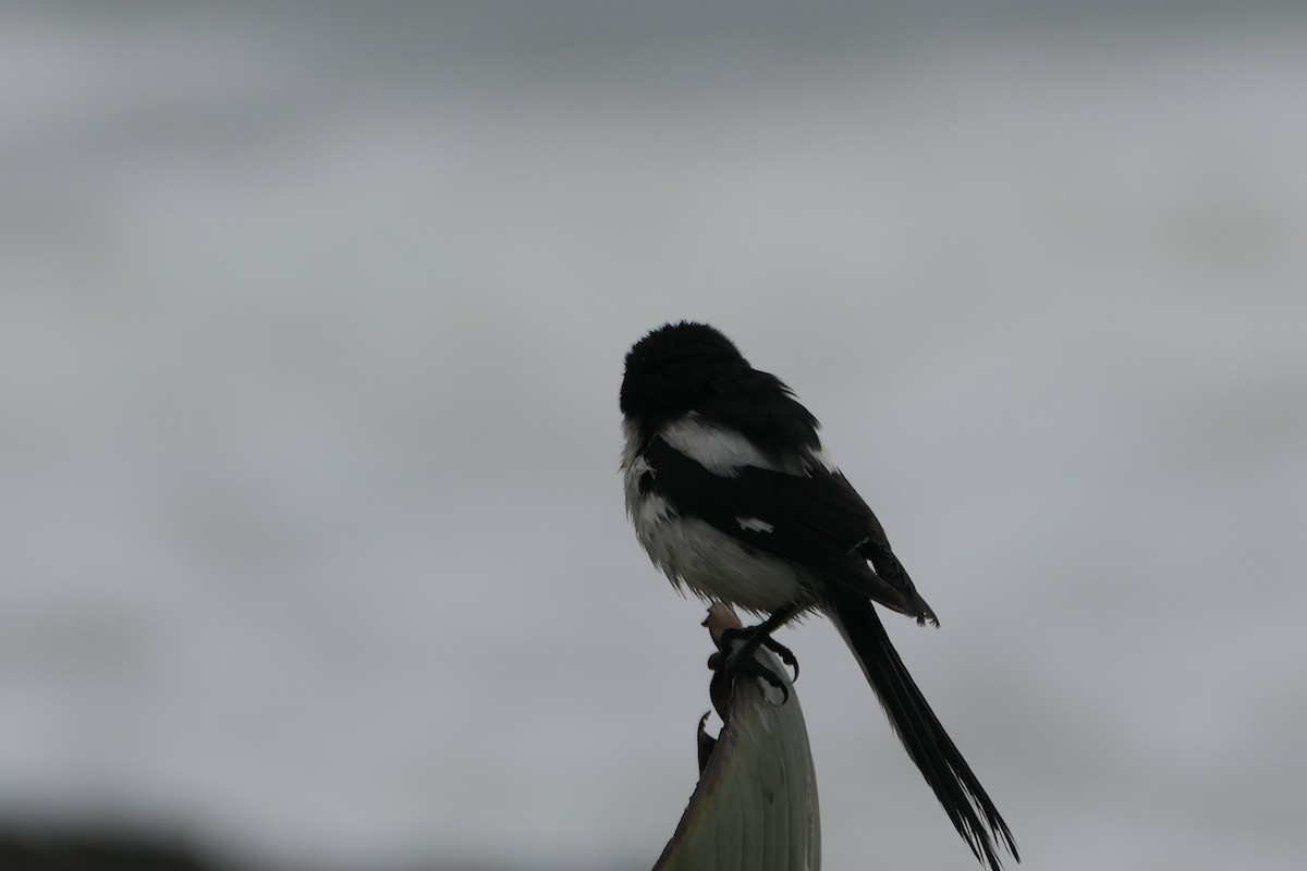 Southern Fiscal - ML642319706