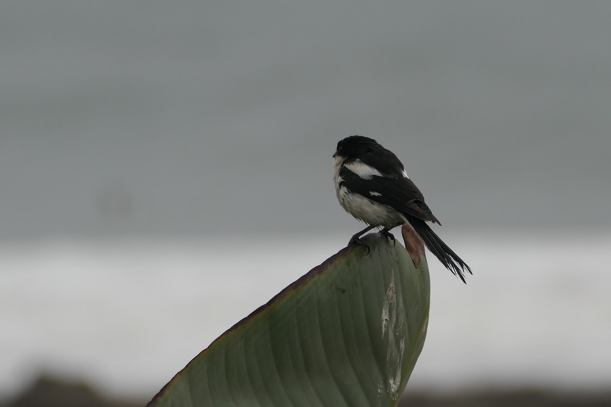 Southern Fiscal - ML642319707