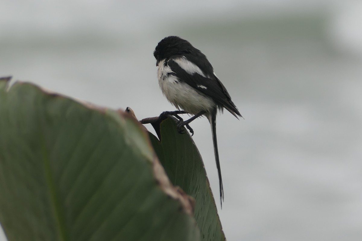 Southern Fiscal - ML642319708