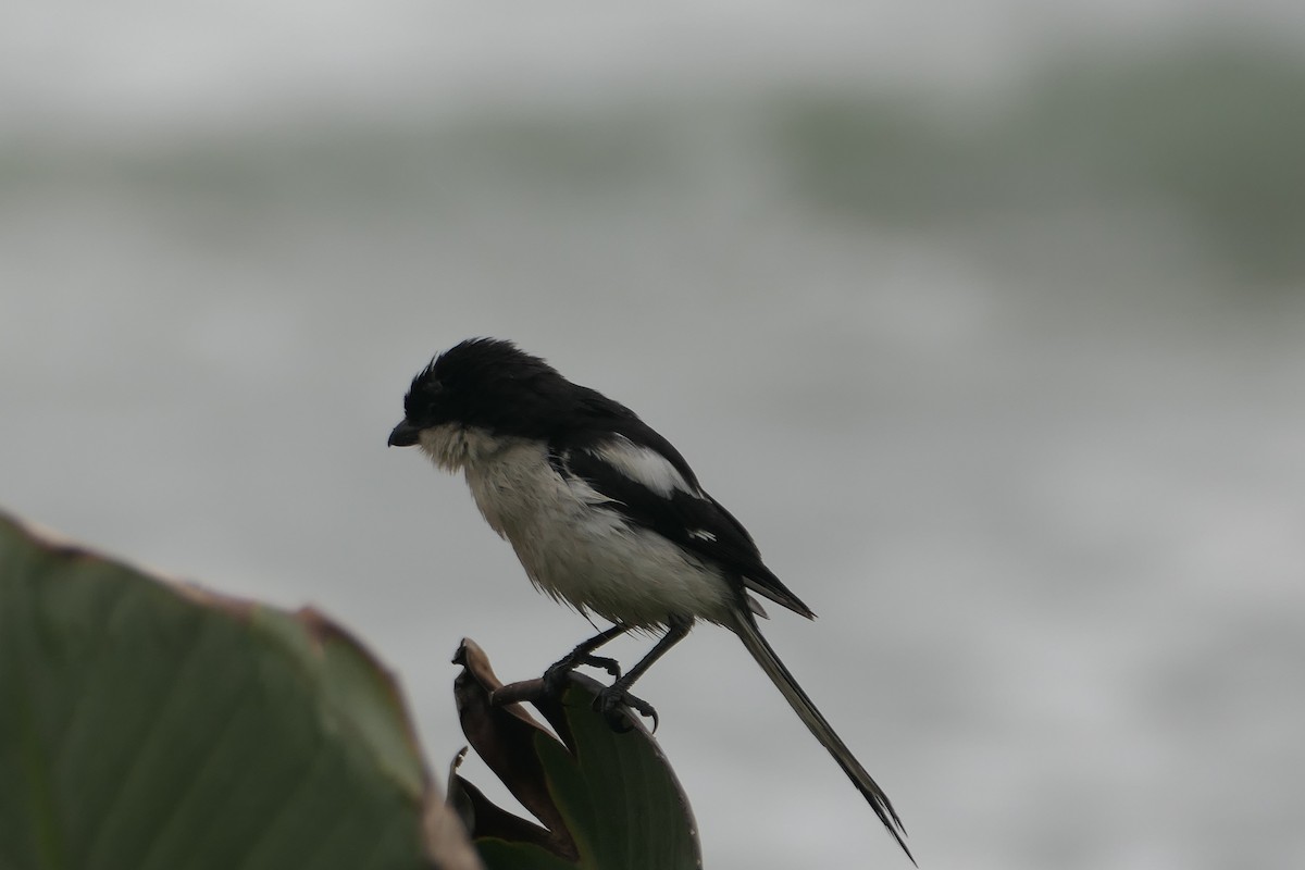 Southern Fiscal - ML642319709