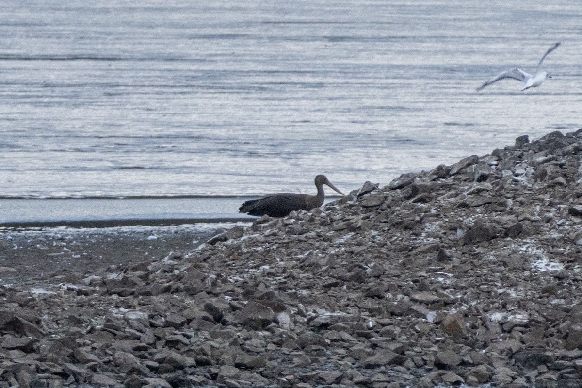 Black Stork - ML642319710