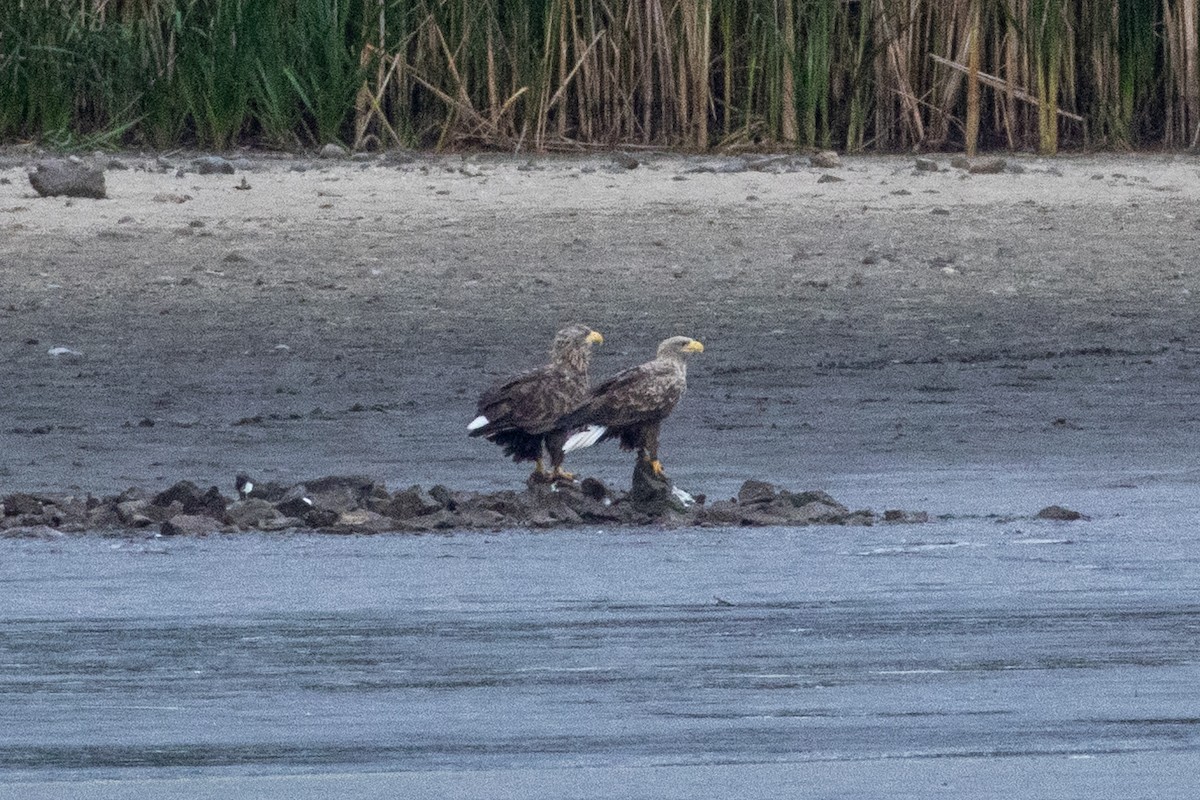 White-tailed Eagle - ML642319711
