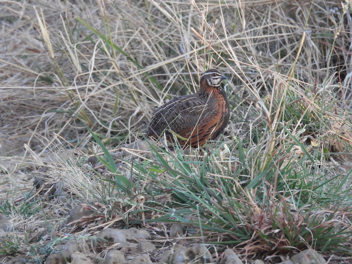 Harlequin Quail - ML642319746