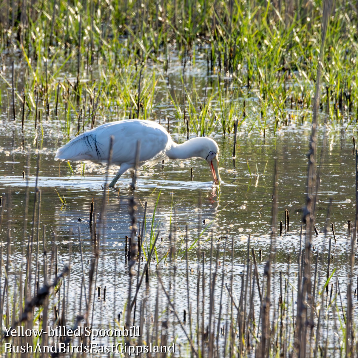 Yellow-billed Spoonbill - ML642319760