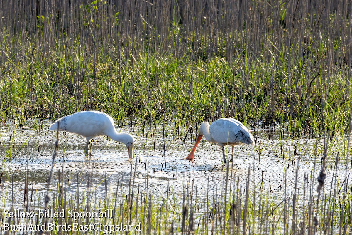 Yellow-billed Spoonbill - ML642319761