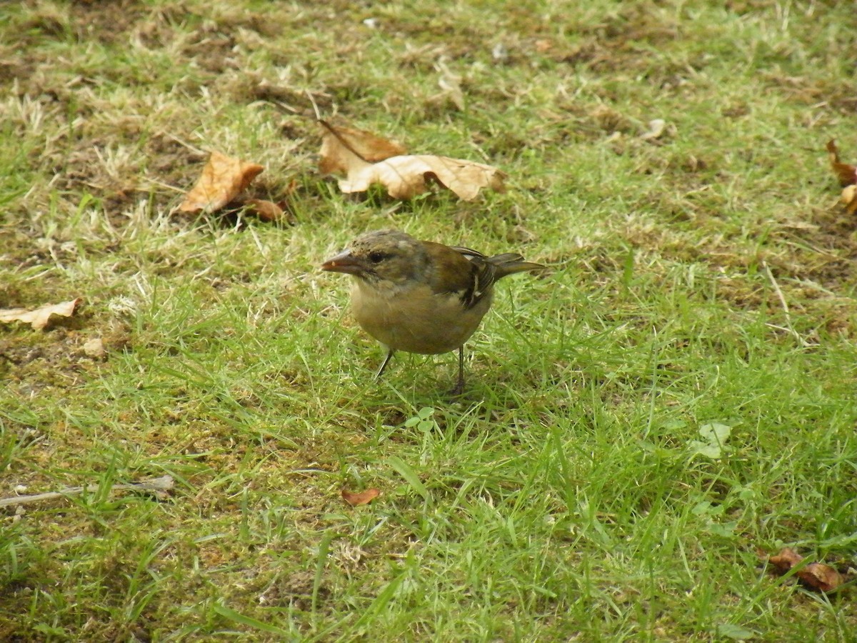 Azores Chaffinch - ML642319784