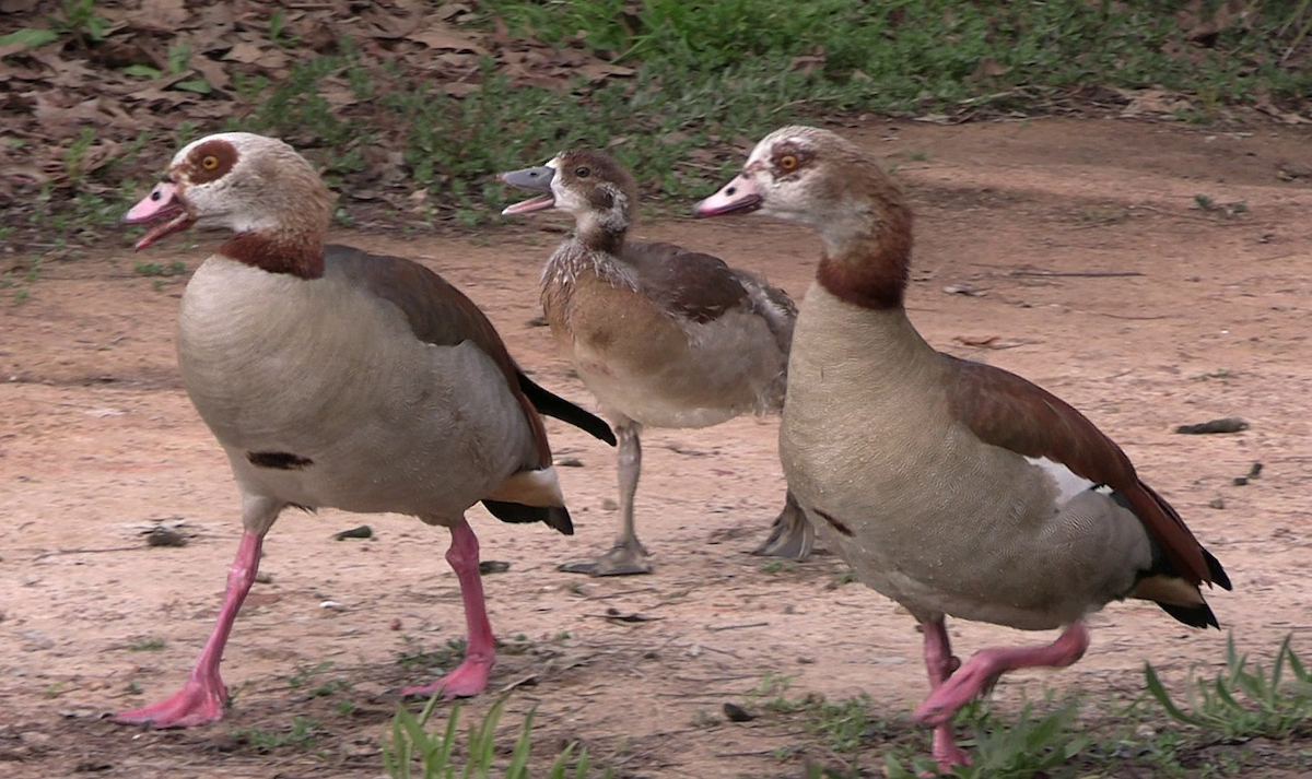 Egyptian Goose - ML642319793