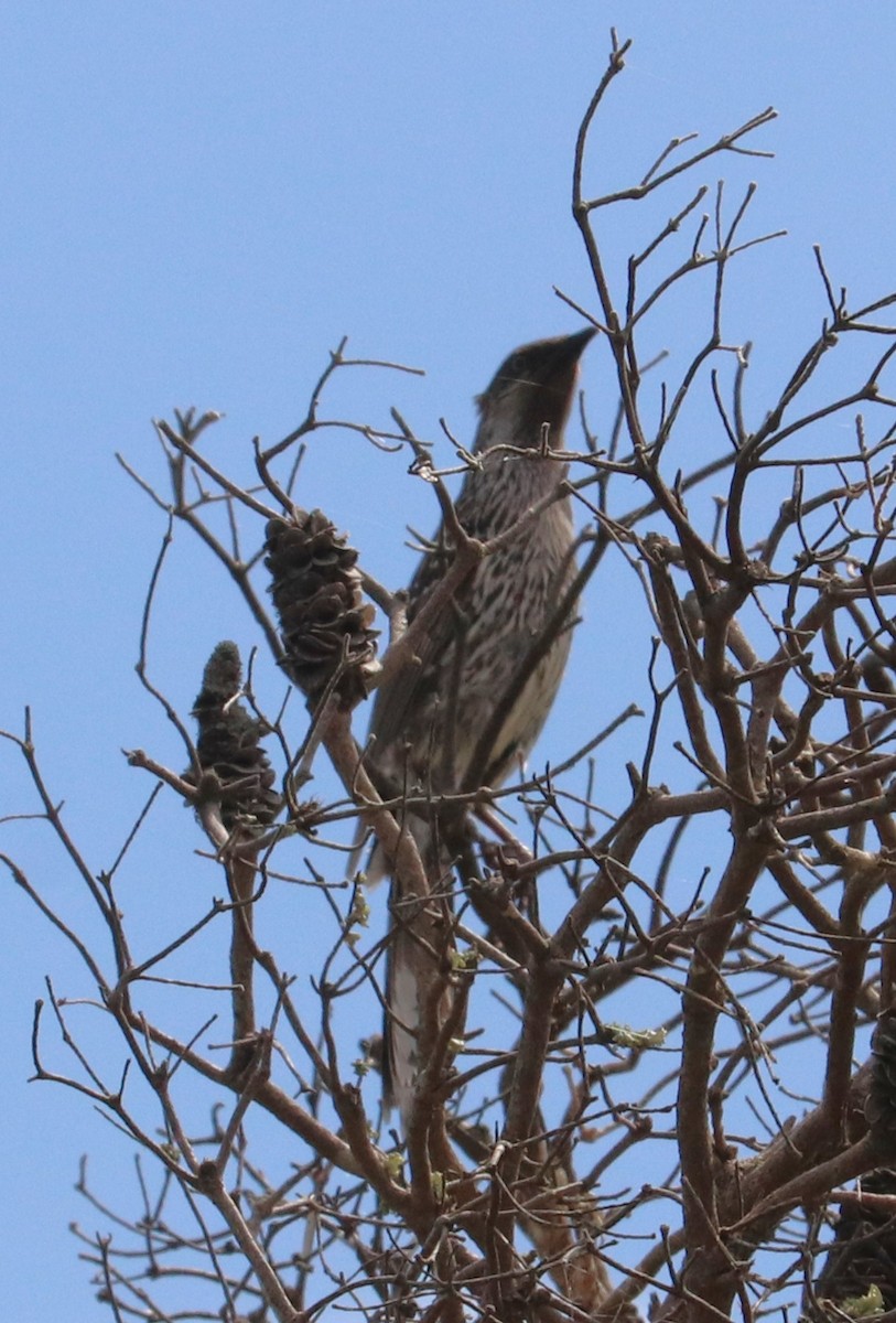Little Wattlebird - ML642319800