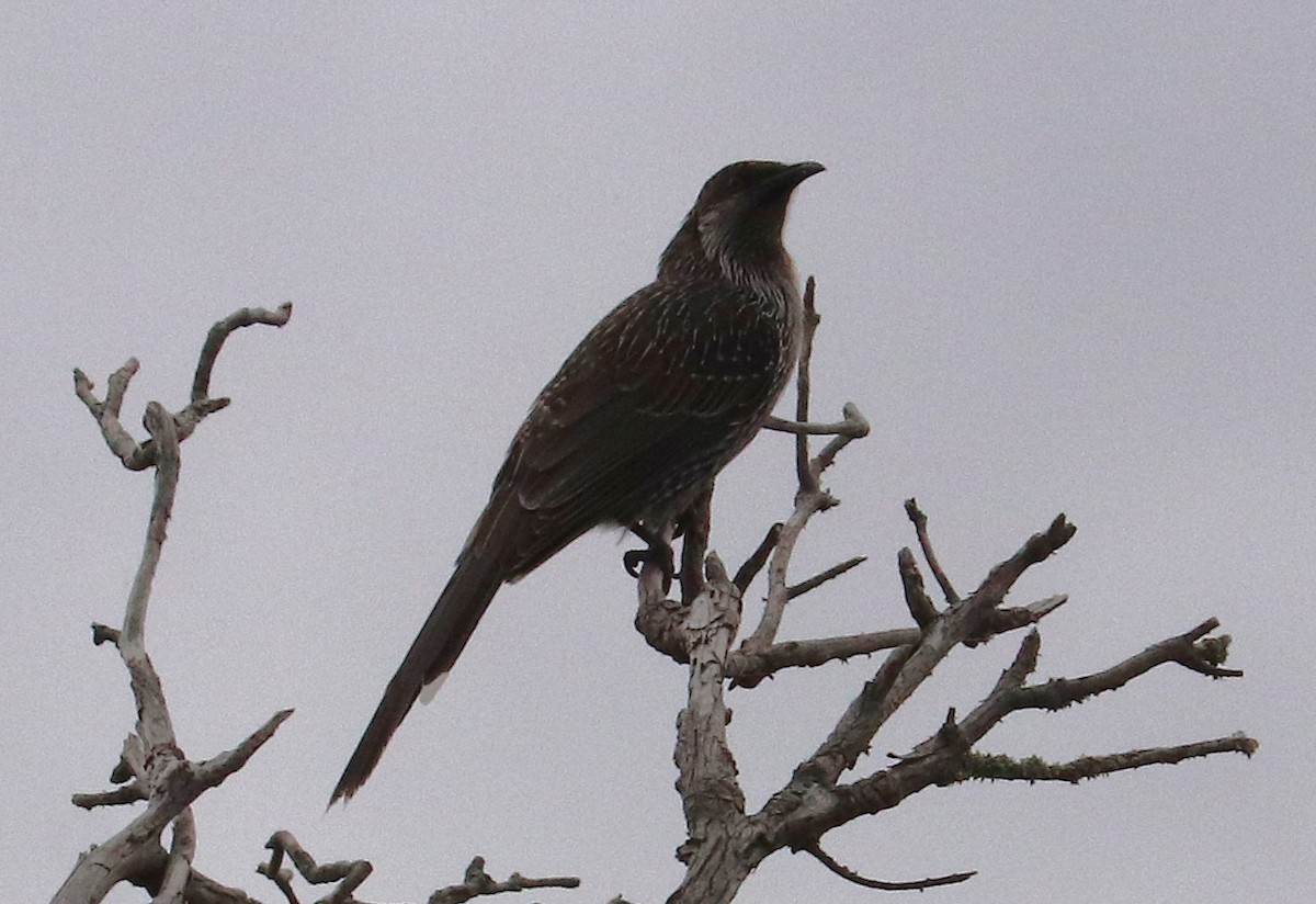 Little Wattlebird - ML642319805