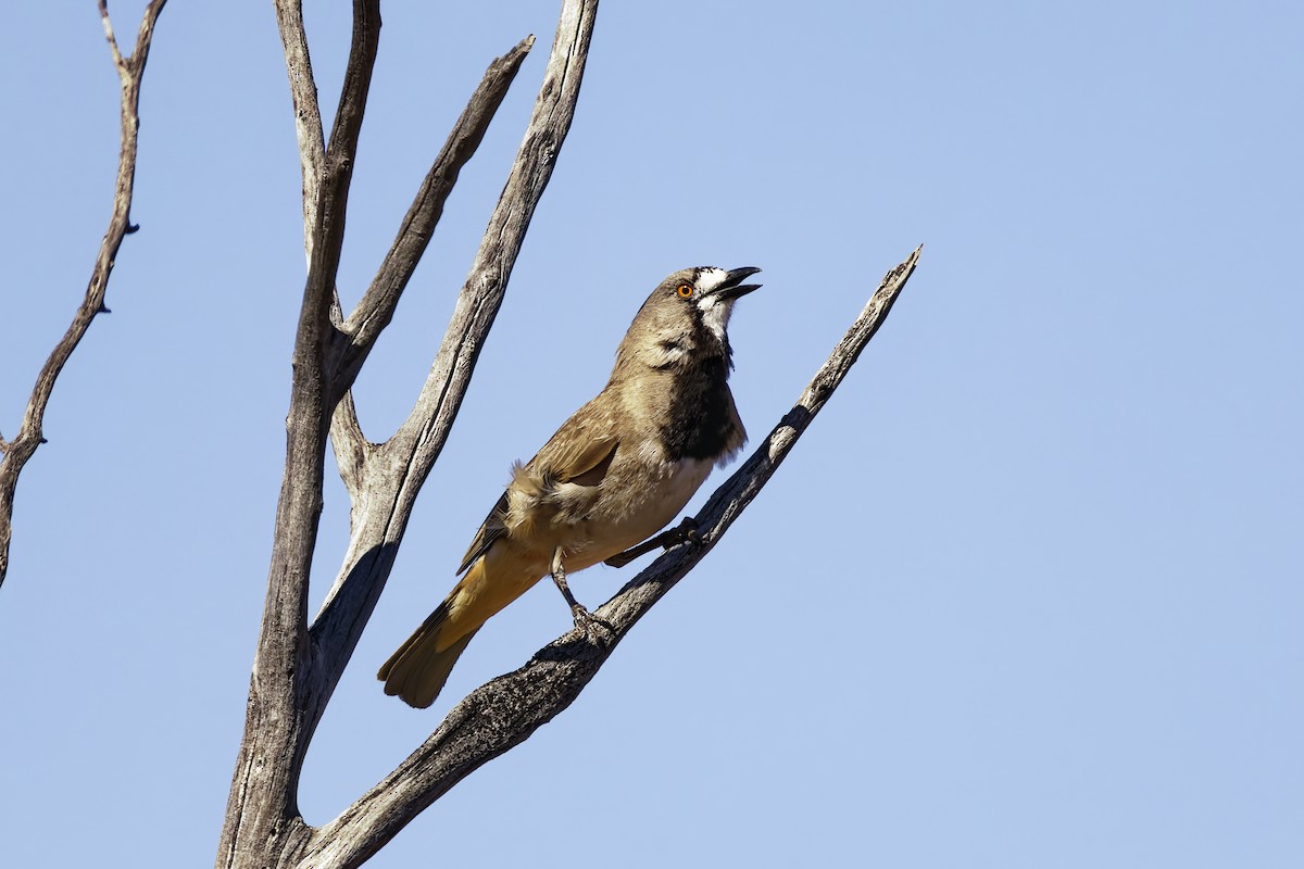 カンムリモズヒタキ - ML642319807