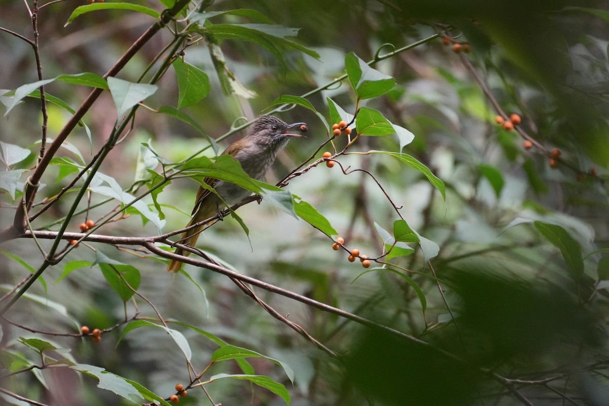Mountain Bulbul - ML642319851