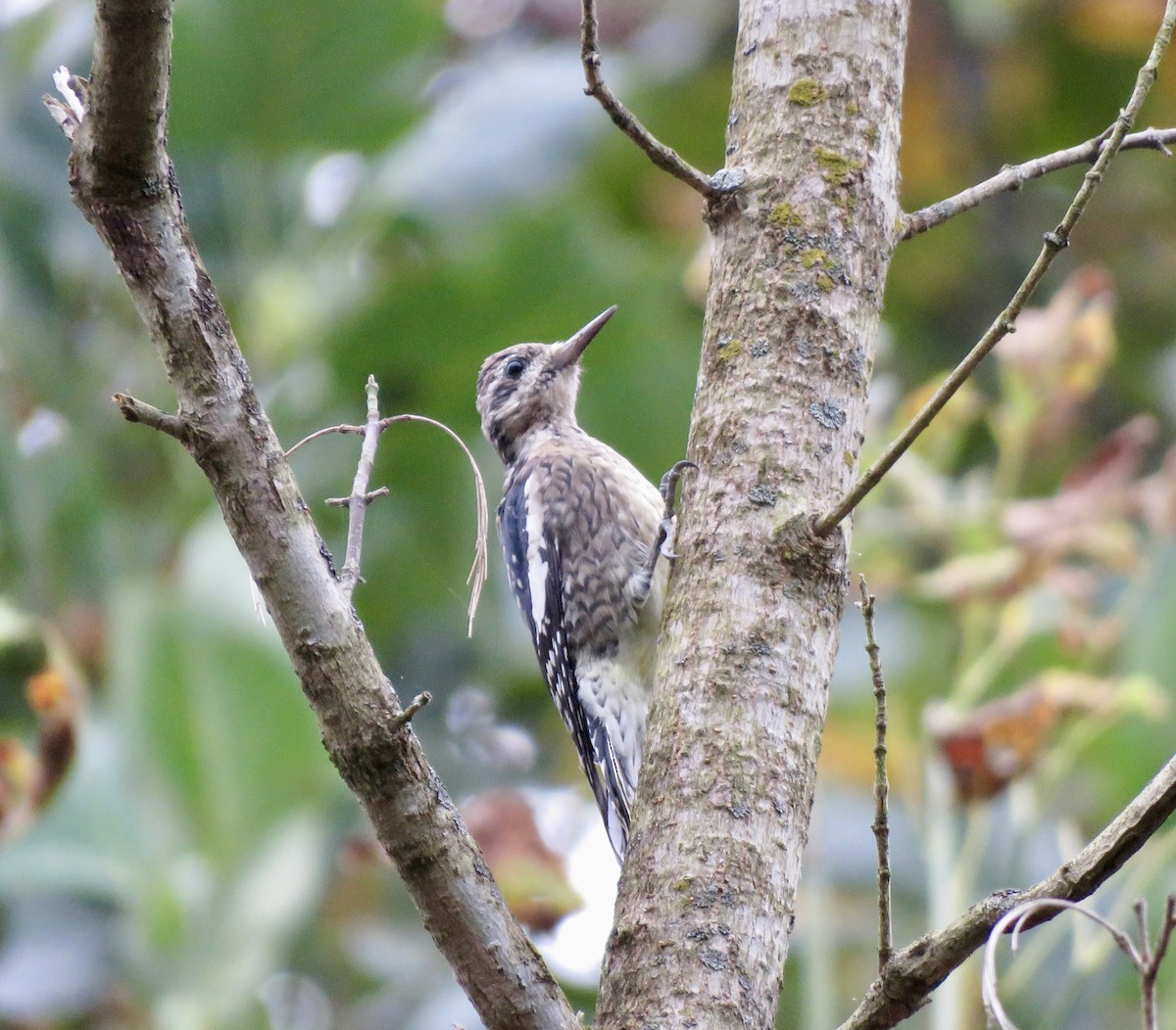 Yellow-bellied Sapsucker - ML642319859