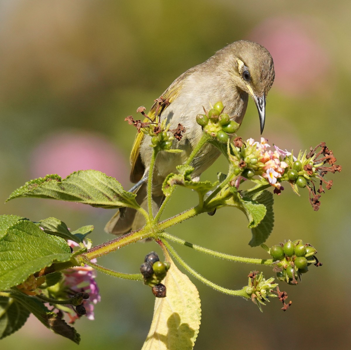 Brown Honeyeater - ML642319869