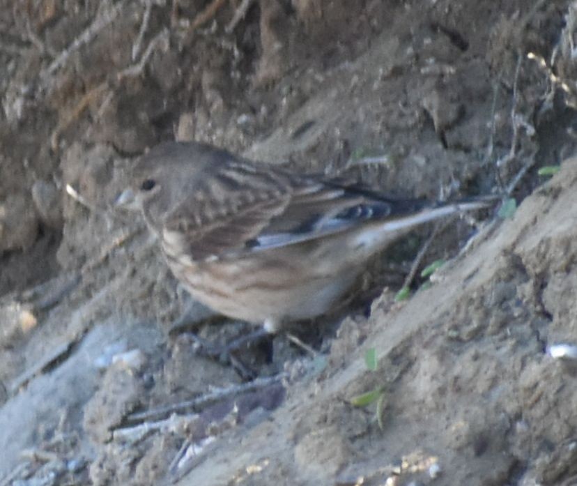 konopka obecná - ML642319874