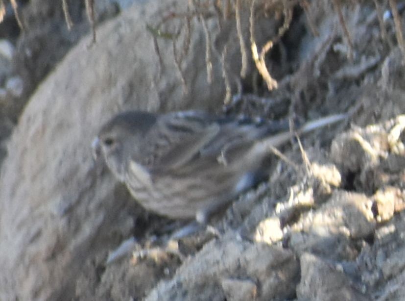 konopka obecná - ML642319875