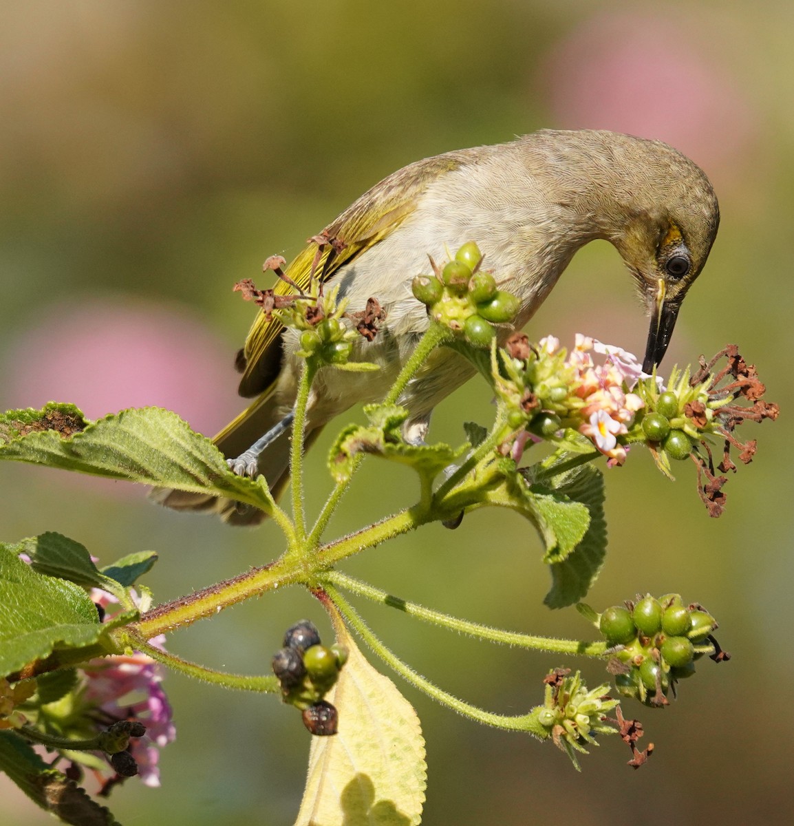 Brown Honeyeater - ML642319877
