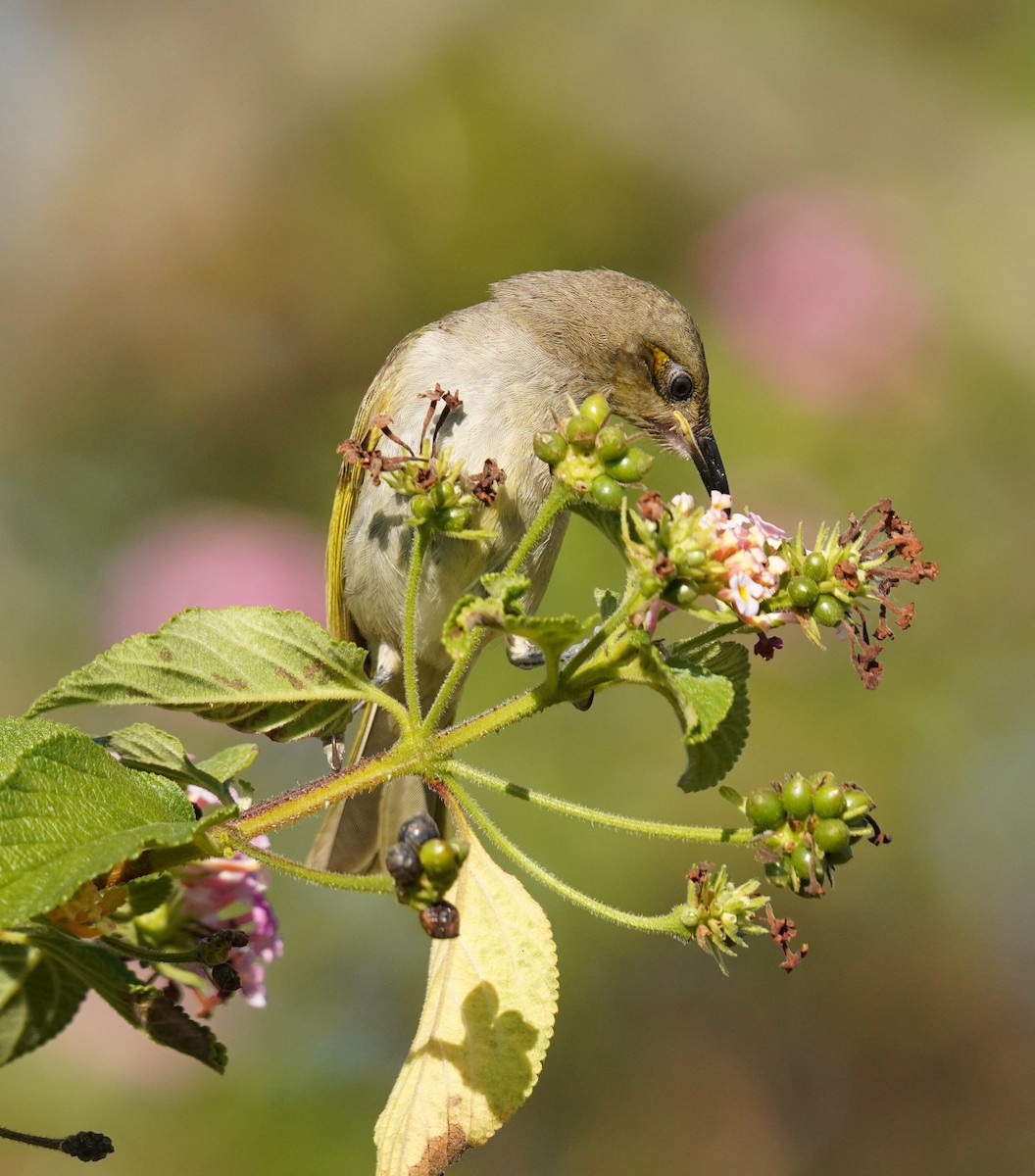 Brown Honeyeater - ML642319894
