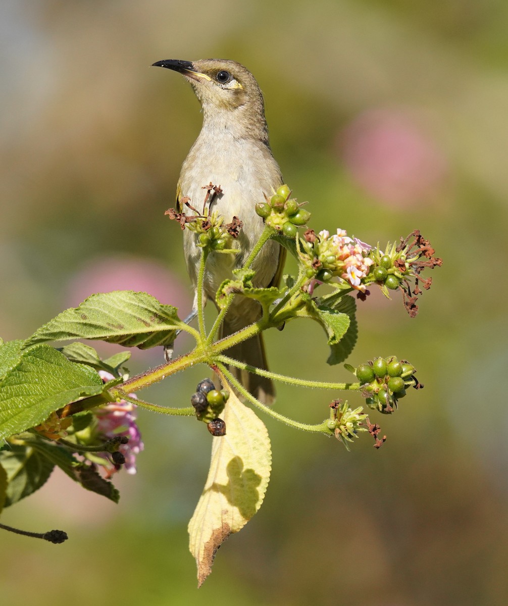 Brown Honeyeater - ML642319896