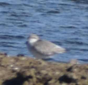 Calidris sp. - ML642319897