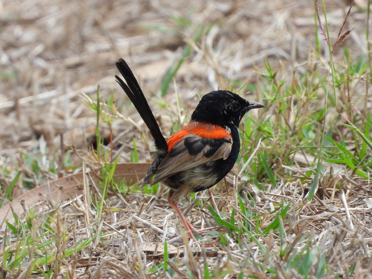 Red-backed Fairywren - ML642319899