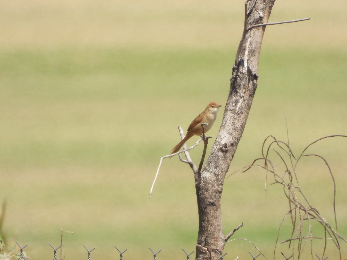 Tawny Grassbird - ML642319906