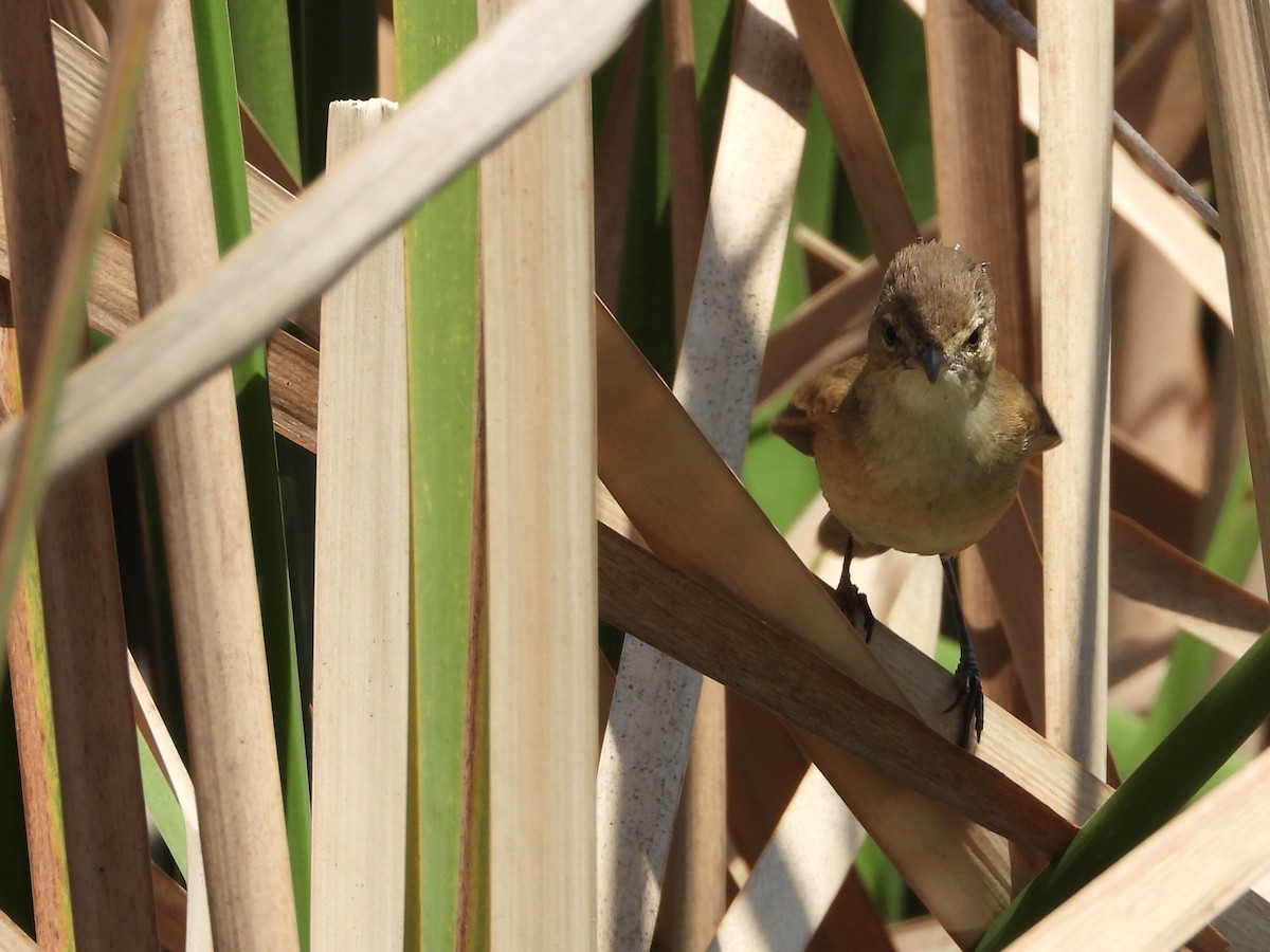 Australian Reed Warbler - ML642319911