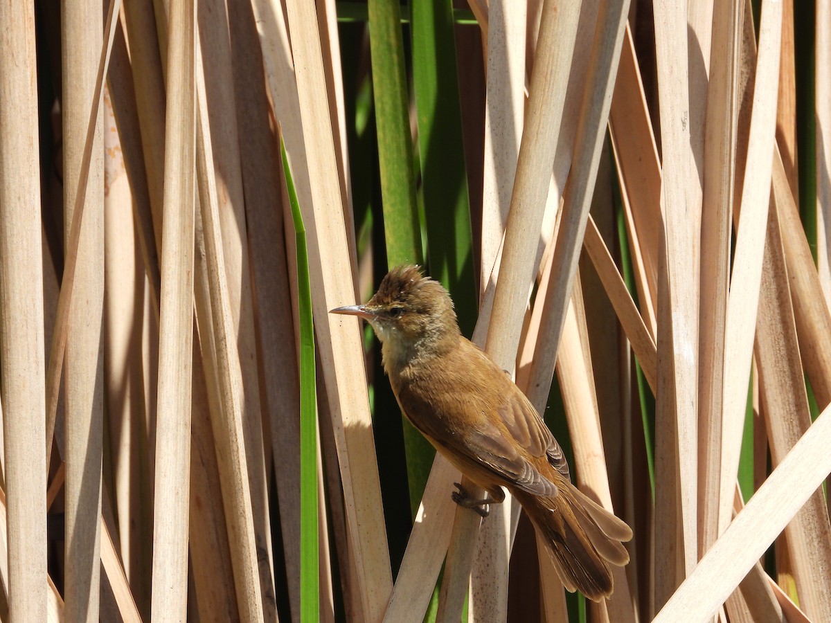 Australian Reed Warbler - ML642319912