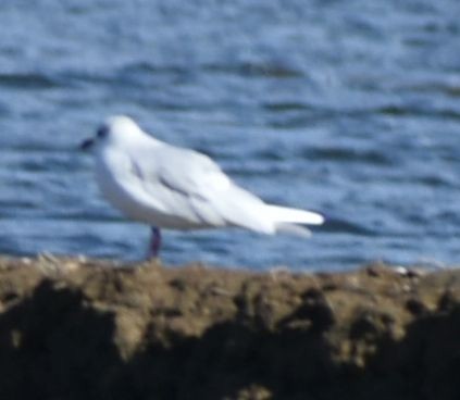 Mediterranean Gull - ML642319914