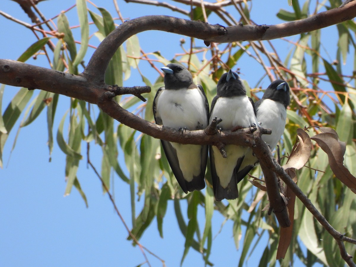 White-breasted Woodswallow - ML642319915